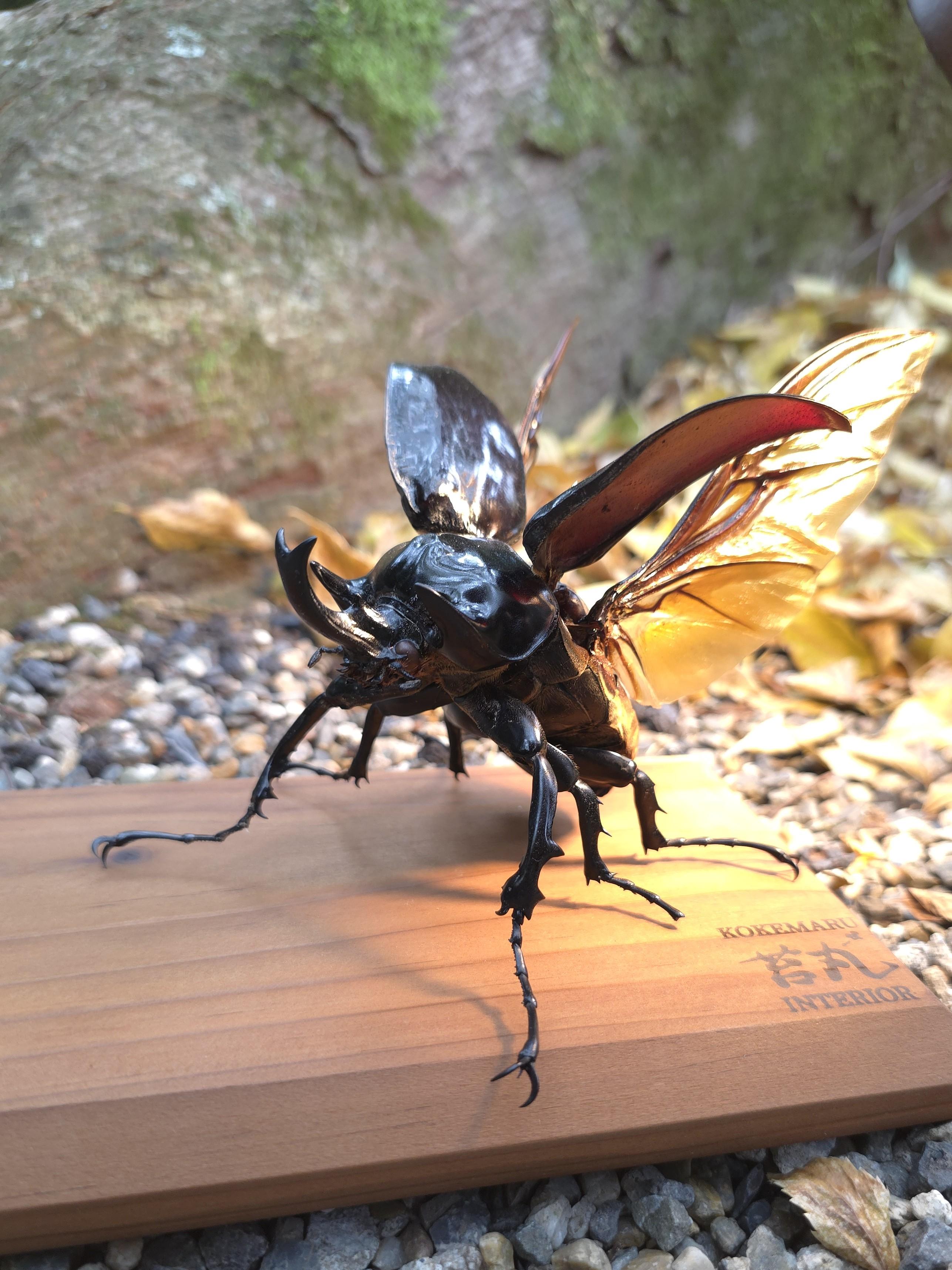 フェードイン画像